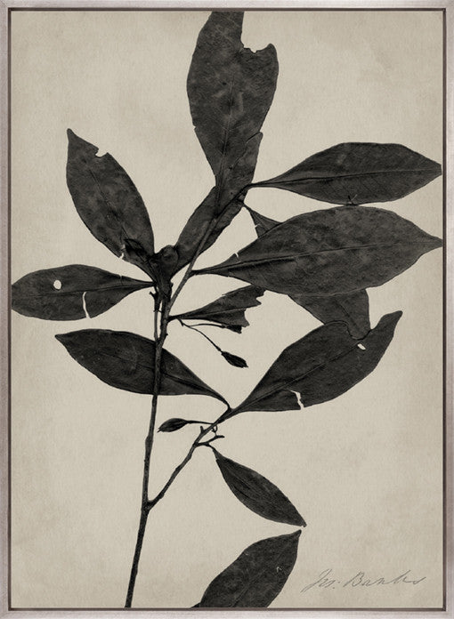 Endeavour Specimen I (Canvas)