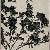 Endeavour Specimen II (Canvas)