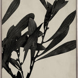 Endeavour Specimen III (Canvas)