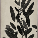 Endeavour Specimen IV (Canvas)