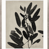 Endeavour Specimen IV