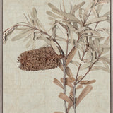 Banksia Study I (Canvas)