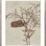 Banksia Study I