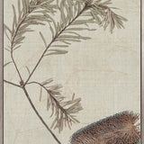 Banksia Study II (Canvas)