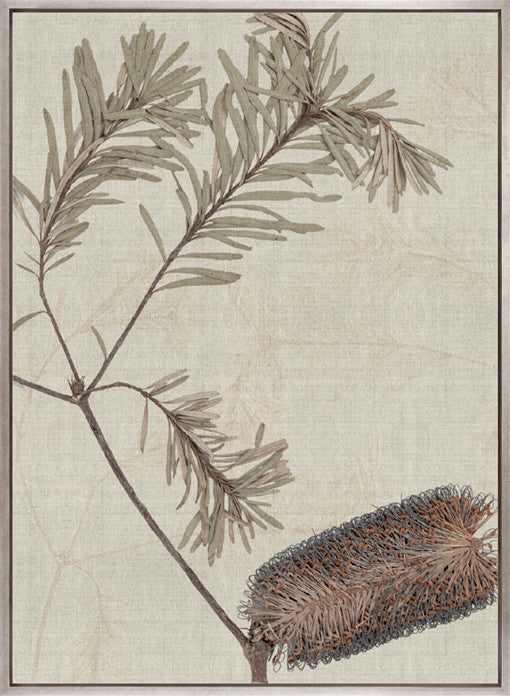 Banksia Study II (Canvas)