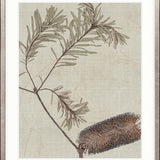 Banksia Study II