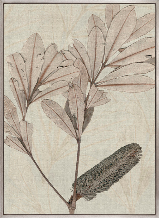 Banksia Study IV (Canvas)