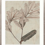 Banksia Study IV