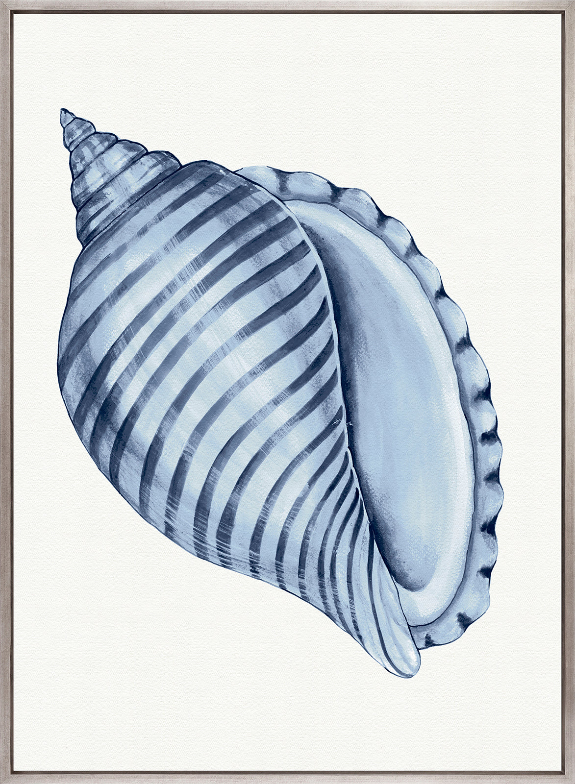Baudin Shell III (Canvas)