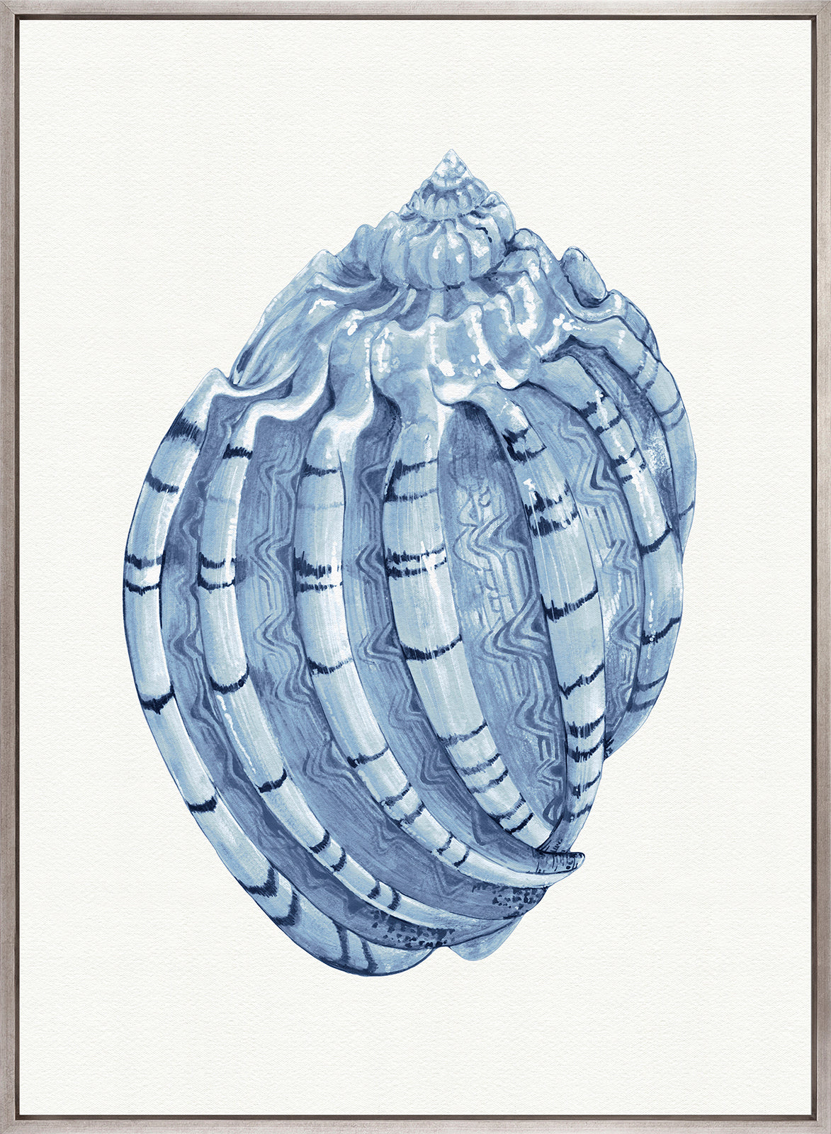Baudin Shell IV (Canvas)