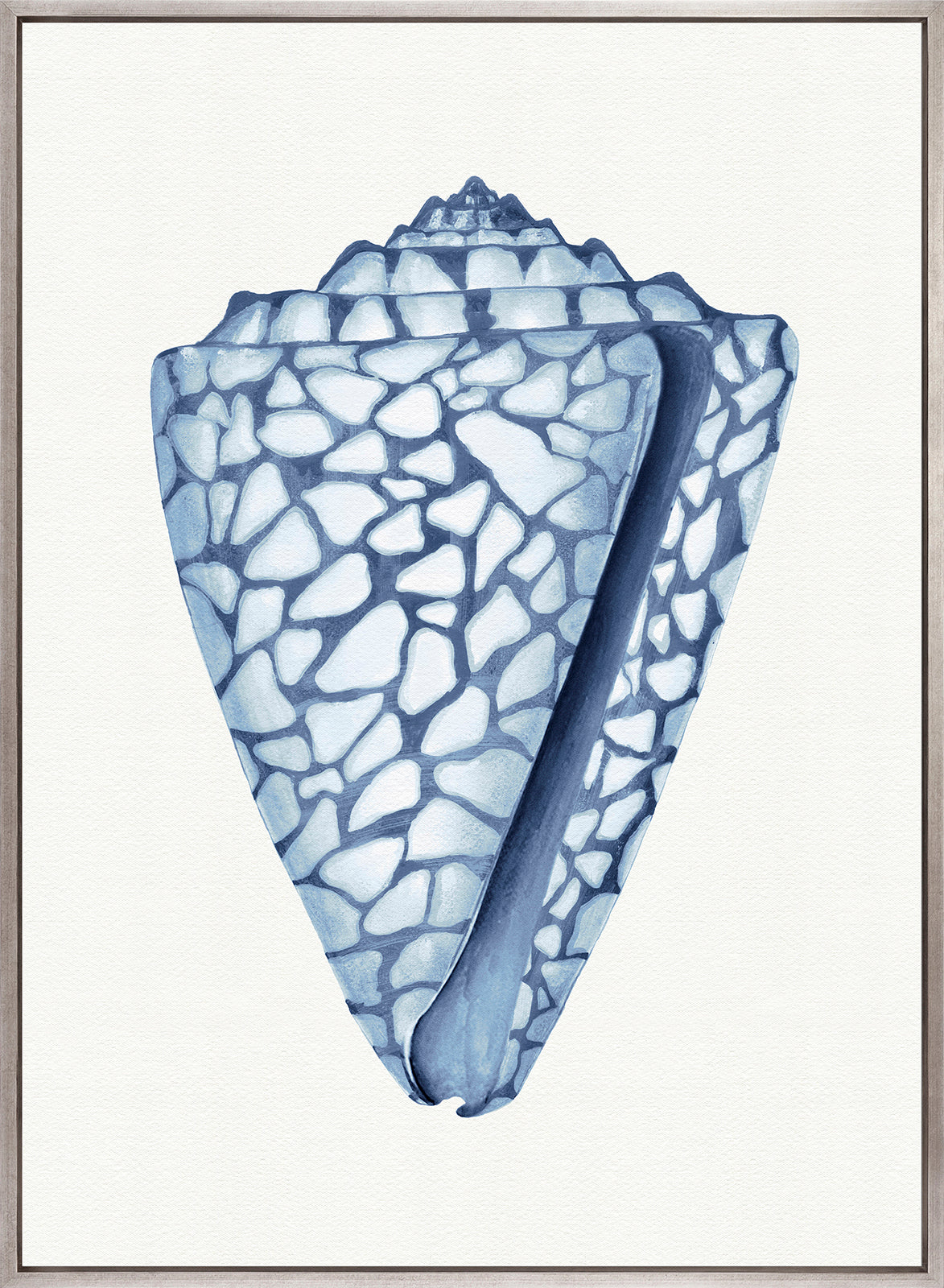 Baudin Shell VI (Canvas)