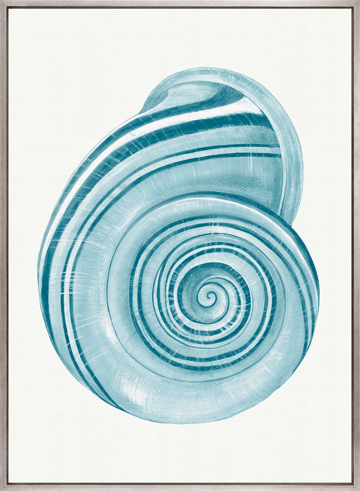 Baudin Shell VII (Canvas)