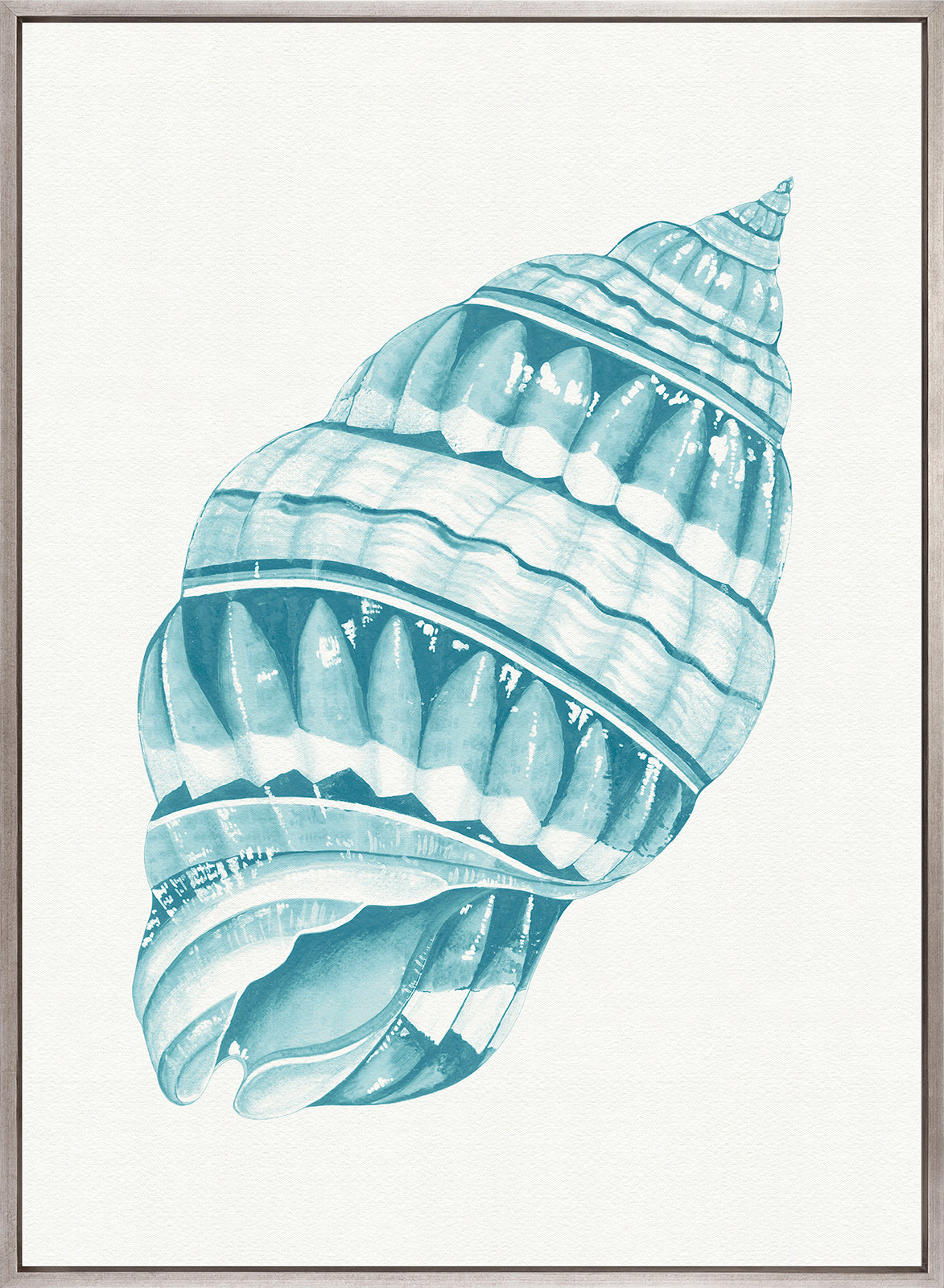 Baudin Shell VIII (Canvas)