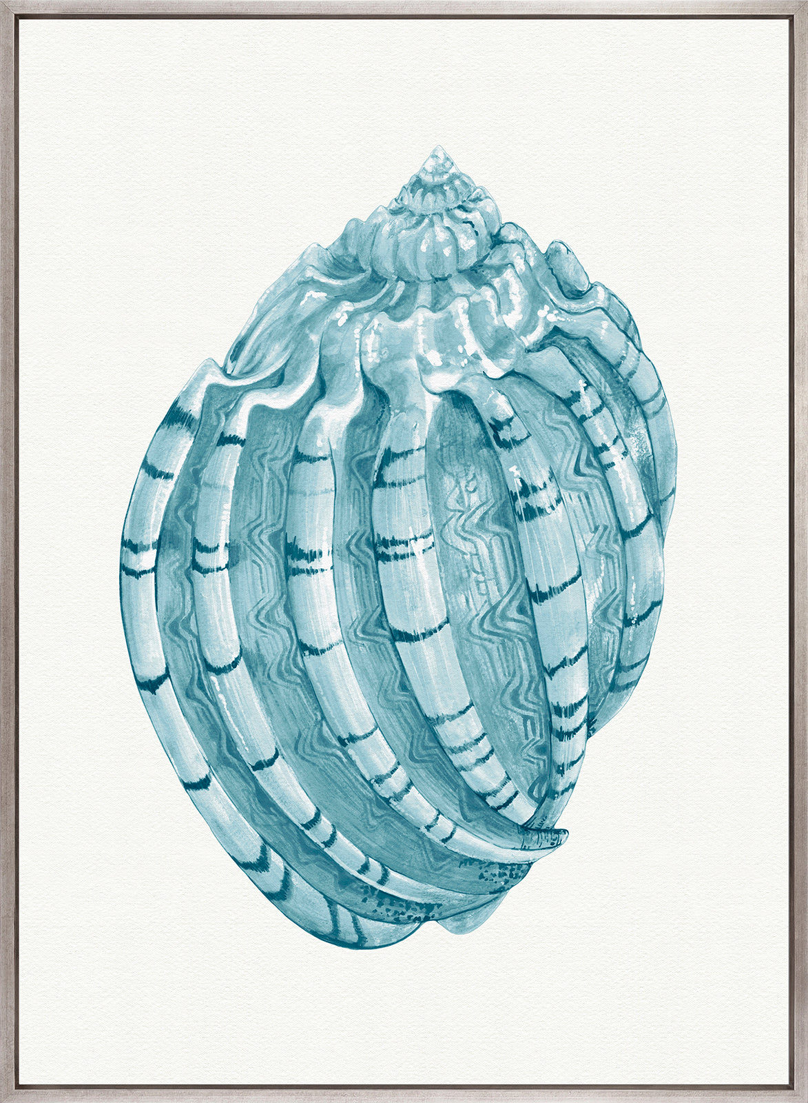 Baudin Shell X (Canvas)