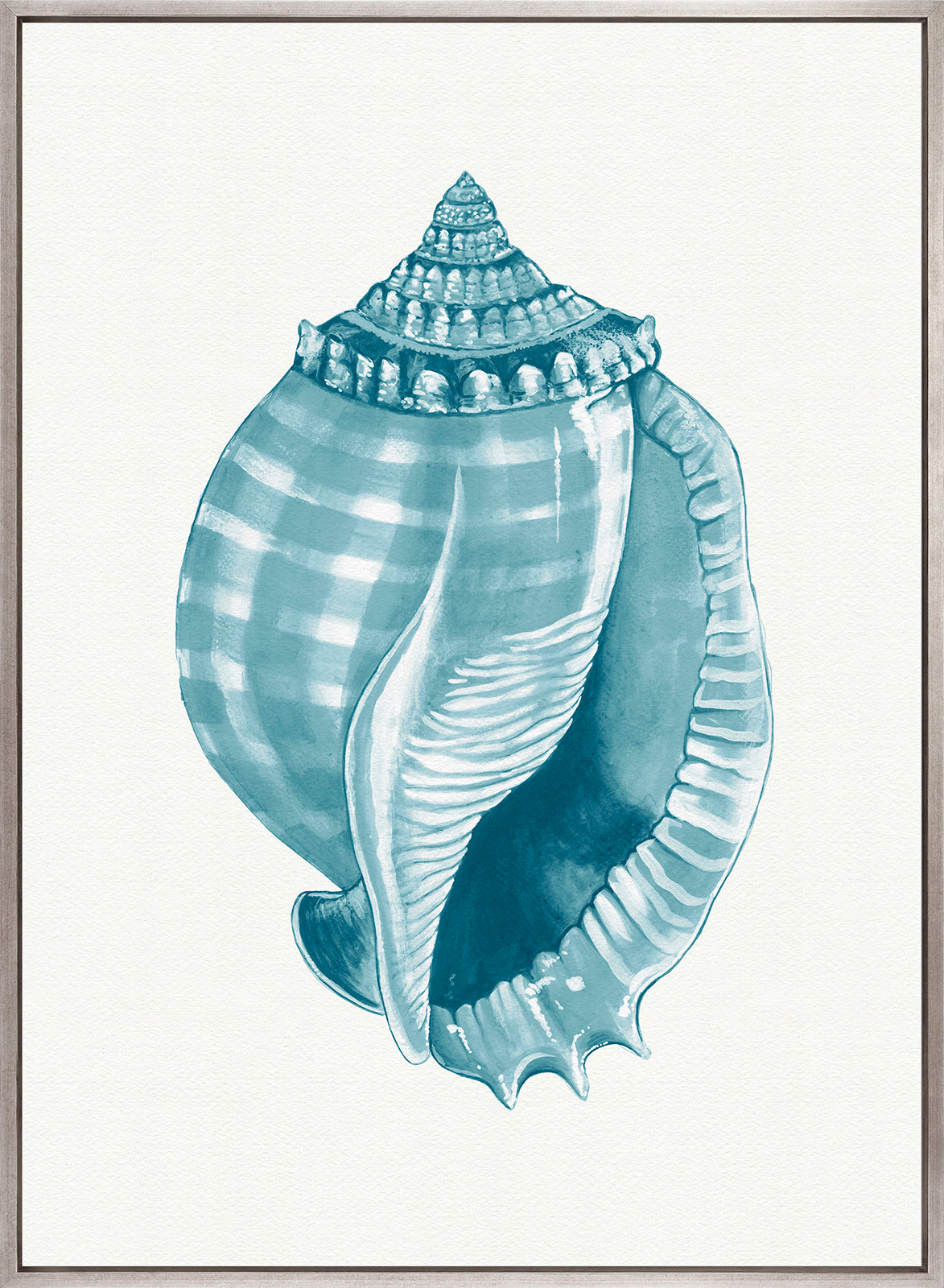 Baudin Shell XI (Canvas)