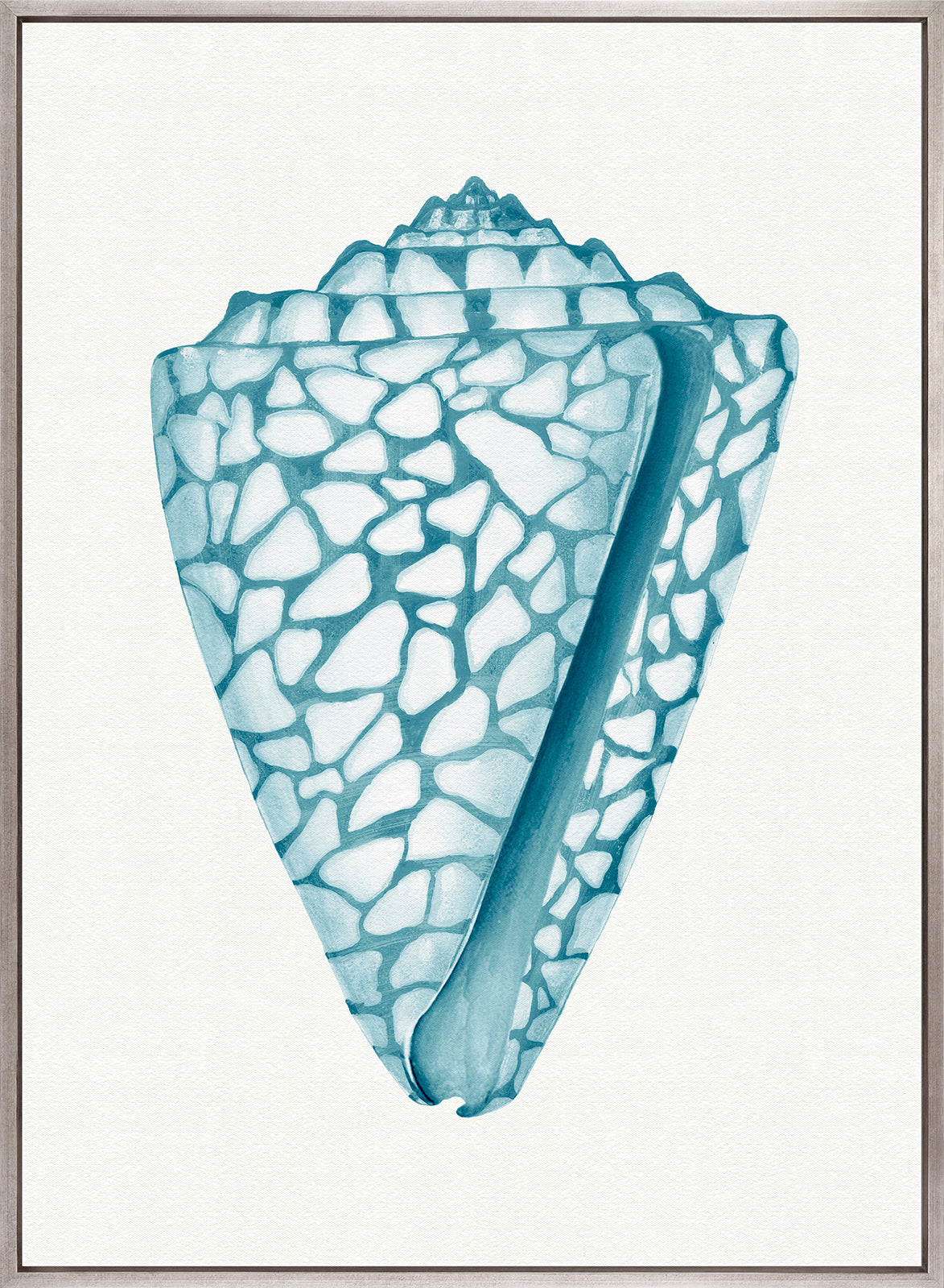 Baudin Shell XII (Canvas)