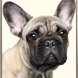 Baxter II (Canvas)