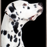 Baxter IV (Canvas)