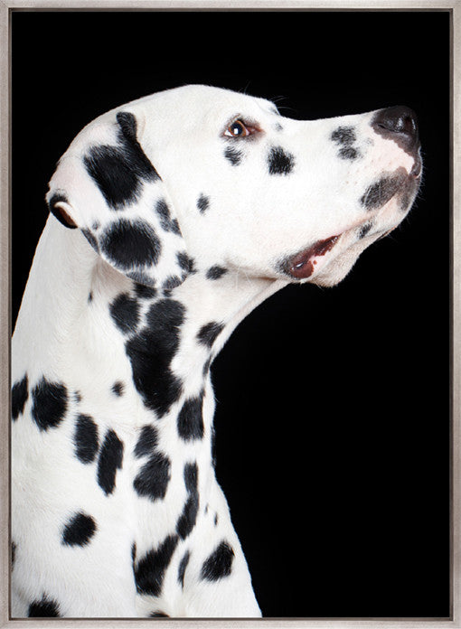Baxter IV (Canvas)
