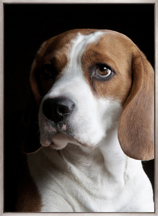 Baxter VI (Canvas)