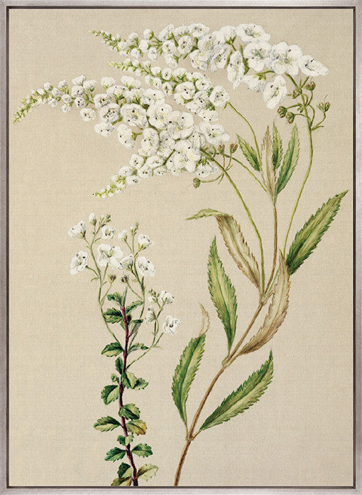 Coastal Native IV (Canvas)