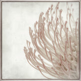 Protea Beauty I (Canvas)