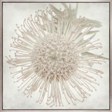 Protea Beauty iI (Canvas)