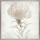 Protea Beauty III (Canvas)