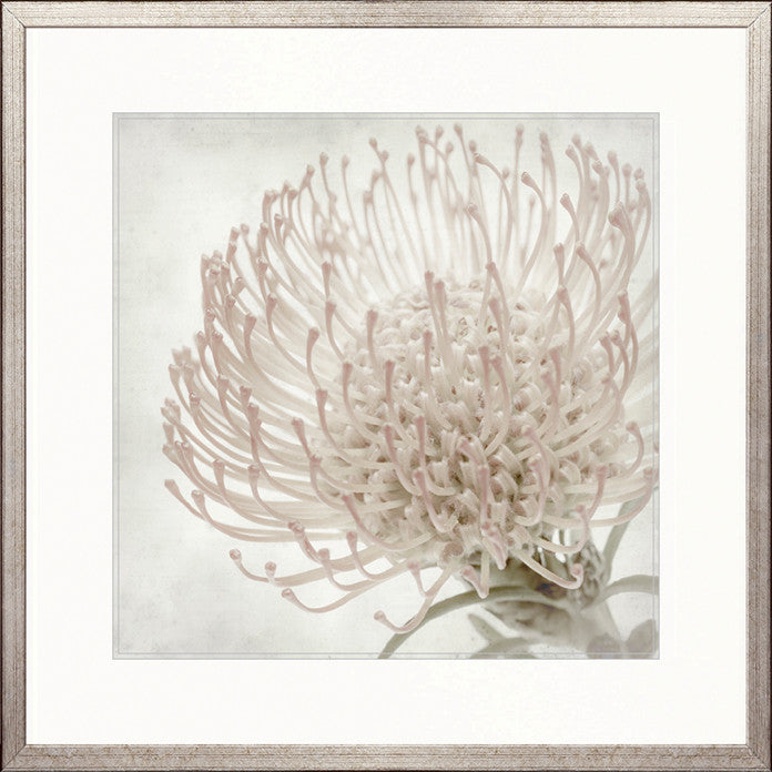 Protea Beauty V
