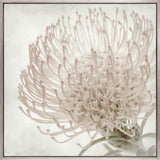 Protea Beauty V (Canvas)