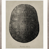 Vintage Turtle Study I