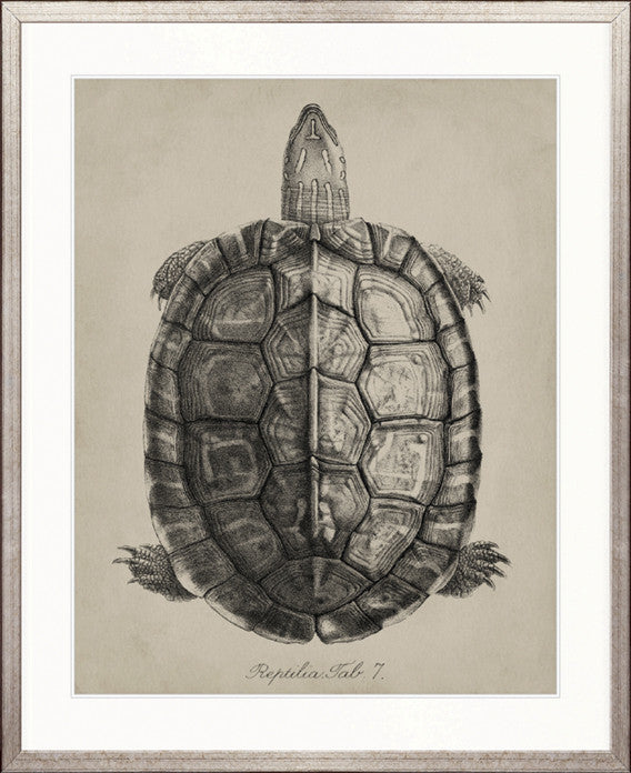 Vintage Turtle Study II