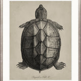 Vintage Turtle Study IV