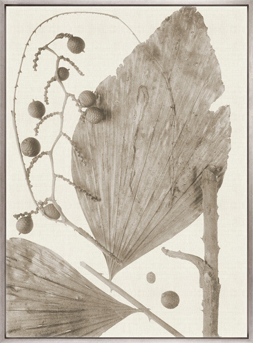 Delicate Frond X (Taupe) (Canvas)