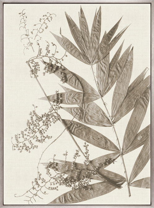 Delicate Frond XII (Taupe) (Canvas)