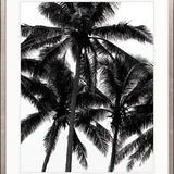 Palm Silhouette I