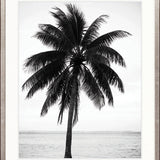 Palm Silhouette IV