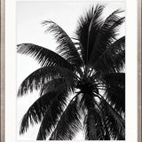 Palm Silhouette V