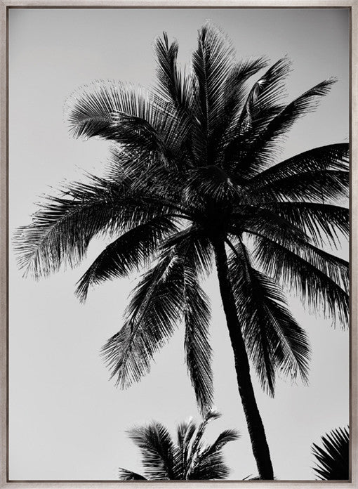 Palm Silhouette VI (Canvas)