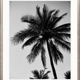 Palm Silhouette VI