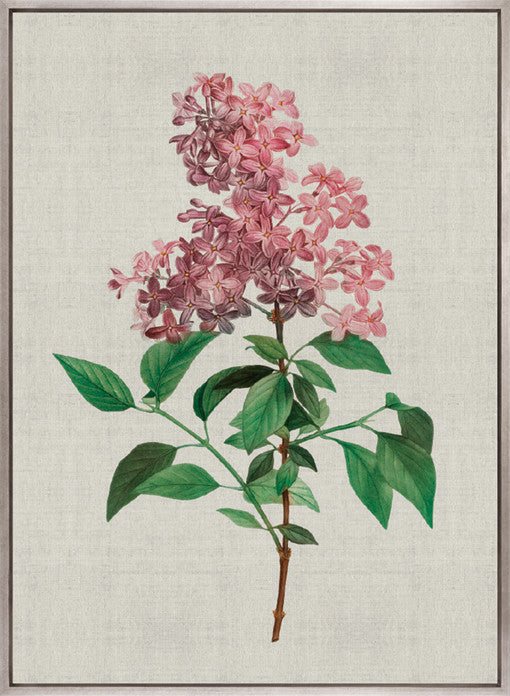 Bella Floral Beauty V (Canvas)