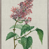 Bella Floral Beauty VI (Canvas)