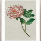 Bella Floral Beauty VIII
