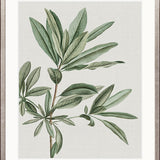 Bellevardi Tropic I