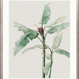 Bellevardi Tropic V