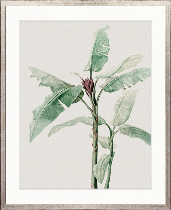 Bellevardi Tropic V