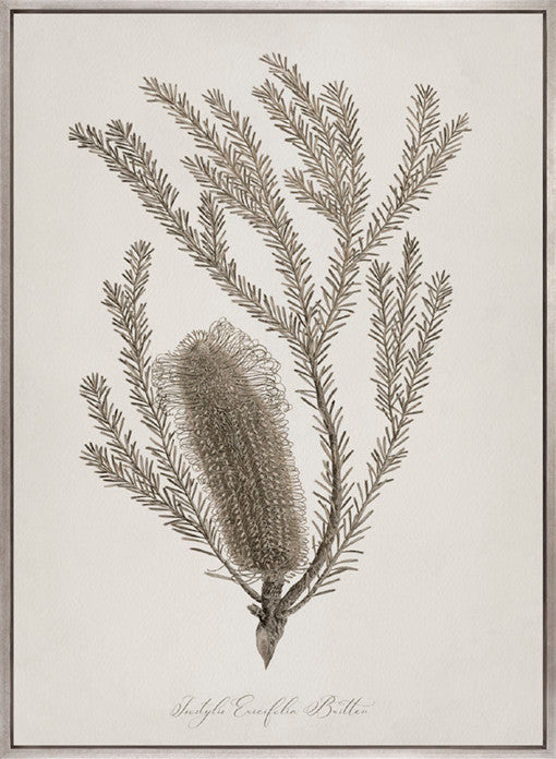 Endeavour Voyage Specimen I (Canvas)