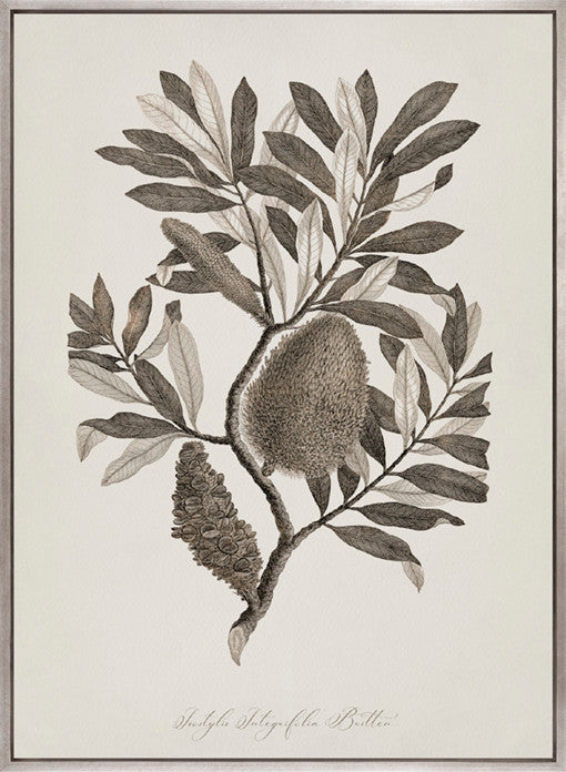 Endeavour Voyage Specimen II (Canvas)