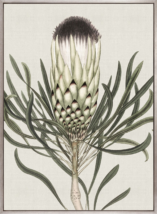 Botanist Specimen I (Canvas)