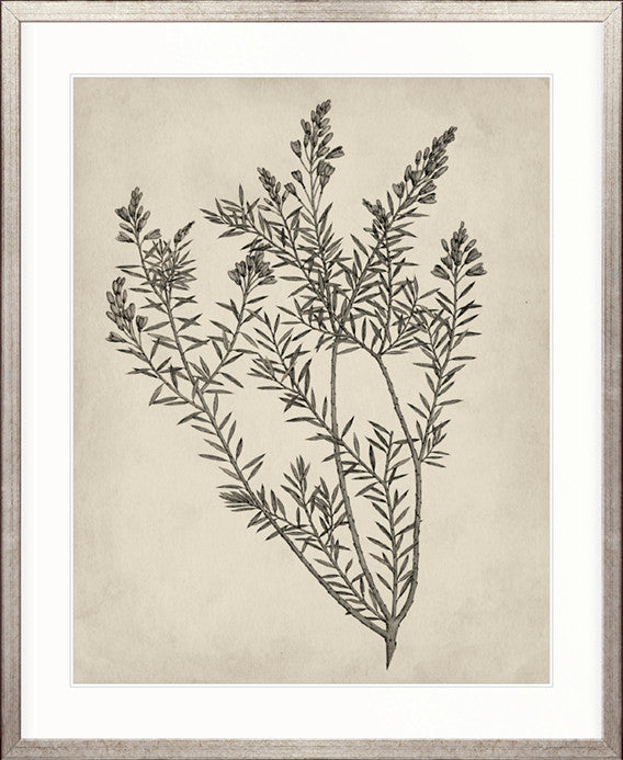 Botanical Splendour I